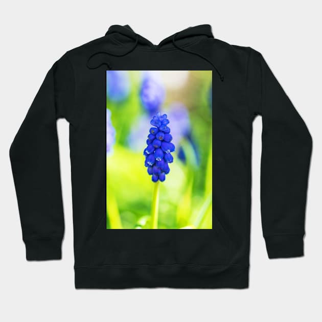 Single blue grape hyacinth Hoodie by RosNapier